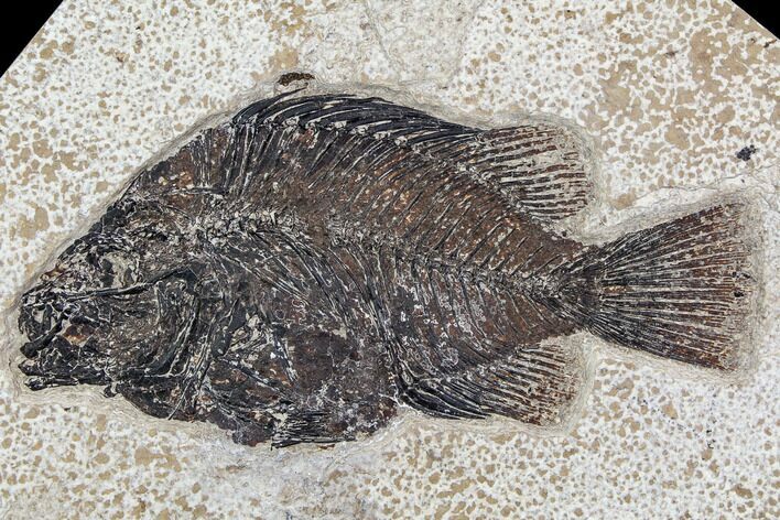 Fossil Fish (Cockerellites) - Green River Formation #107884